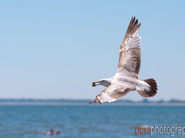 In Flight