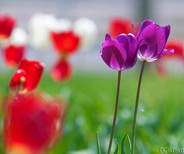 Purple Tulips...