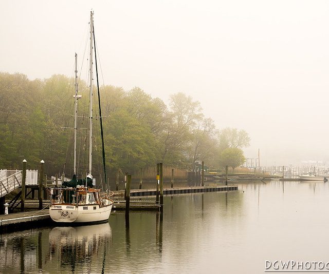 A Rose in the Fog...